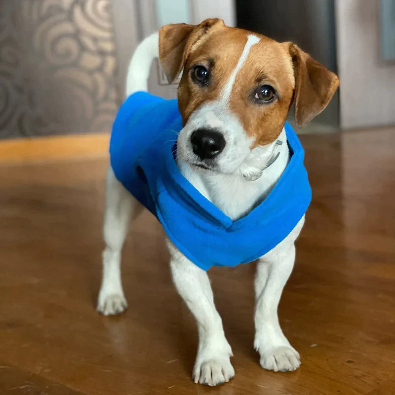 Roupinha para cães - Deni Store